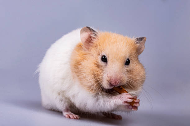 Sweety Golden Hamster stock photo