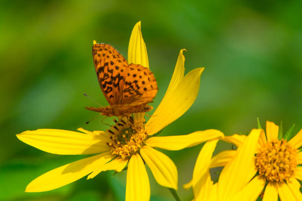 Looking up at a close-up of a big yellow Sunflower with a Black Swallowtail butterfly with sun flare and a partly cloudy blue sky in the background.