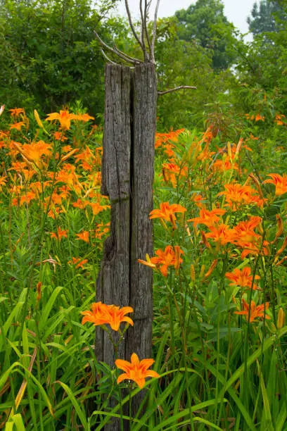 Wild Flowers-Orange Lilies with weathered fence post-Howard County Indiana