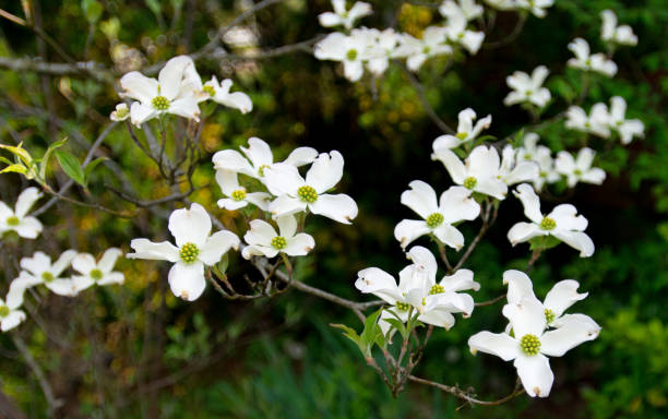 istock Spring Flowers-White Dogwood-Howard County Indiana 1209741046