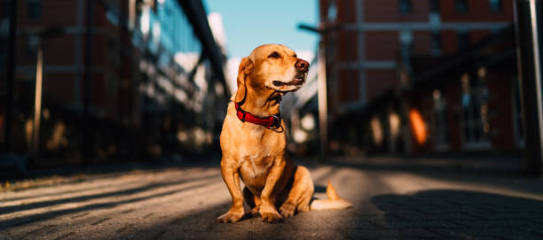 Small brown dog resting on the street