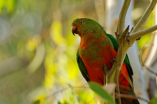 Australian King Parrot - Alisterus scapularis  green and red bird endemic to eastern Australia, in humid and heavily forested upland regions, including eucalyptus wooded areas.