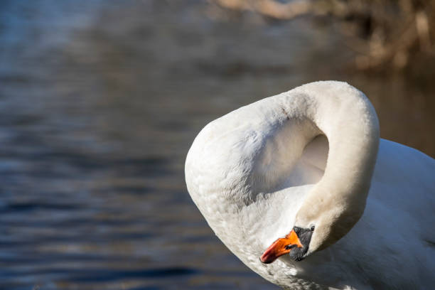 istock Swan Cleaning Himself With Beak 1209742604