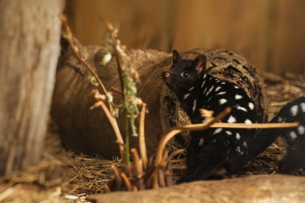 Eastern Quoll - Dasyurus viverrinus also the eastern native cat, medium-sized carnivorous dasyurid marsupial native to Australia, widespread and even locally common in Tasmania. Eastern Quoll - Dasyurus viverrinus also the eastern native cat, medium-sized carnivorous dasyurid marsupial native to Australia, widespread and even locally common in Tasmania. spotted quoll stock pictures, royalty-free photos & images