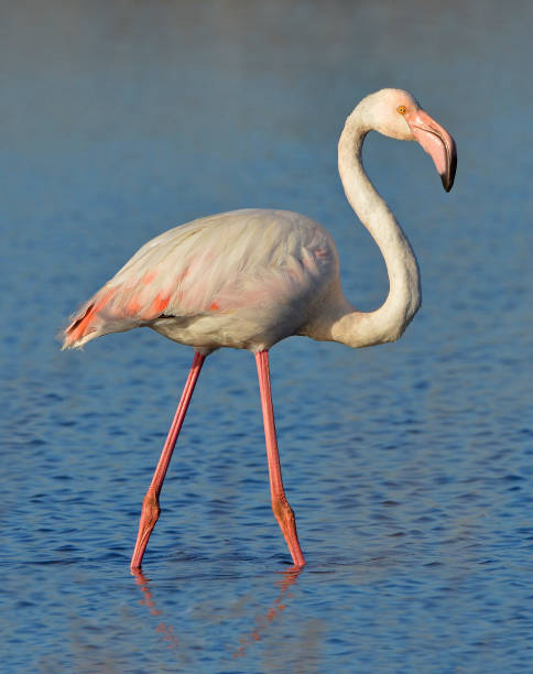 istock pink flamingo in the lake 1209744030