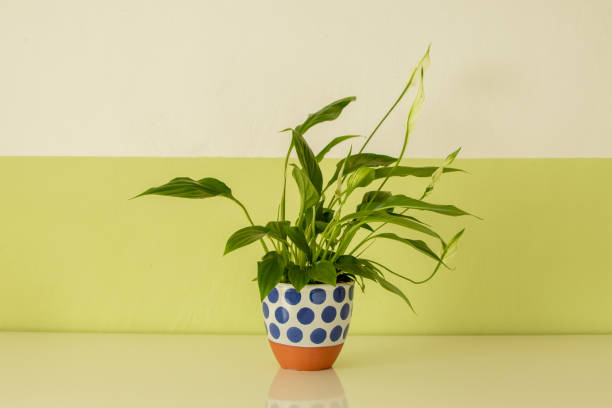 istock potted plant on a white board, white and green wall as background 1209744086