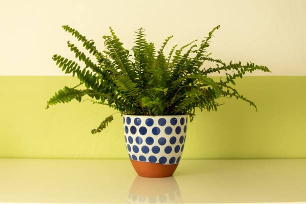 istock potted fern on a white board, white and green wall as background 1209744690