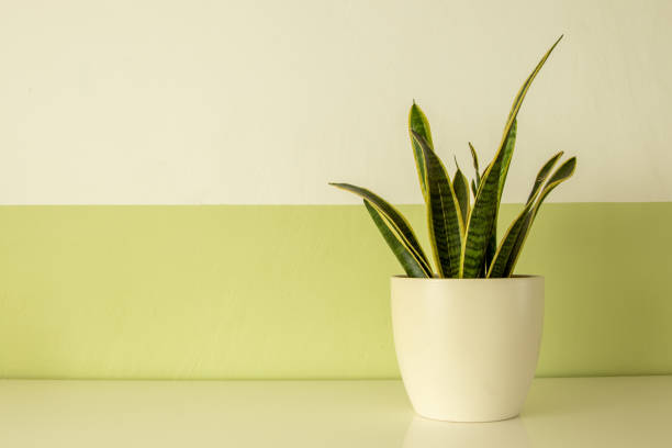 istock potted plant on a white board, white and green wall as background 1209744928