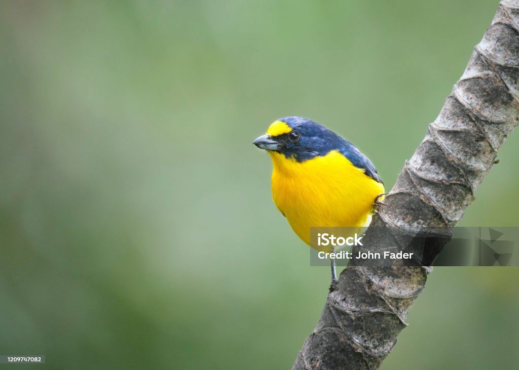Yellow throated euphonia bird A yellow-throated euphonia, a small but vibrant yellow and black bird,  perches on a vertical palm tree branch near Nuevo Arenal, Costa Rica. Animal Body Part Stock Photo