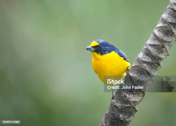Yellow Throated Euphonia Bird Stock Photo - Download Image Now - Animal Body Part, Animal Eye, Animal Wildlife