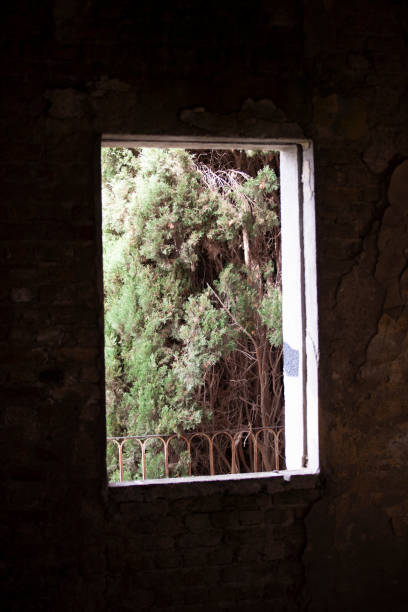 istock tree view from the window of the old destroyed house 1209749485