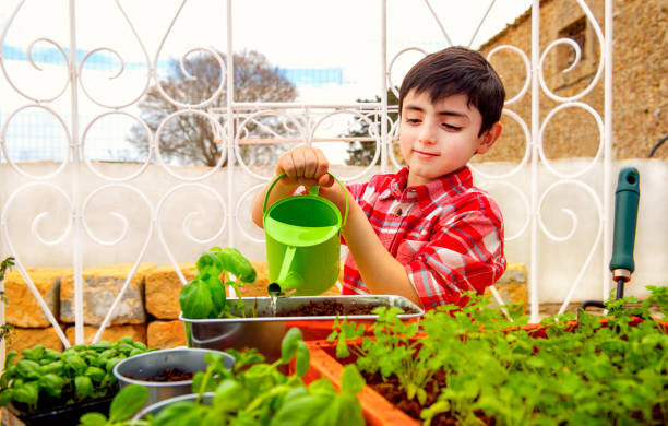 istock child watering  basil and parsley 1209749658
