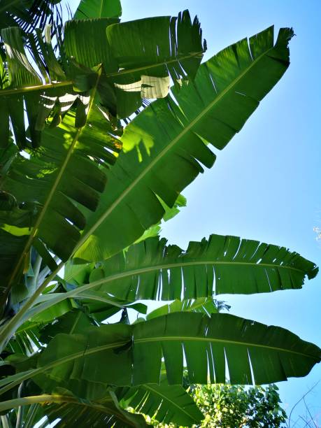 istock Banana leafs against blue sky 1209750973