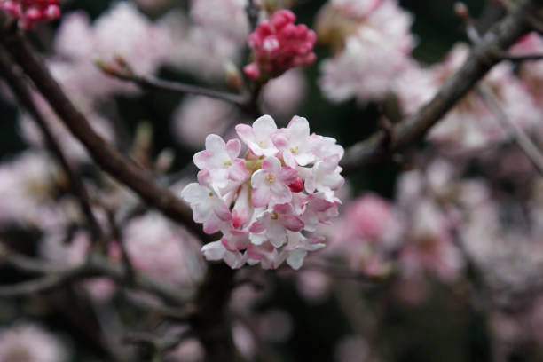 istock Culver's root Fragrant Viburnum Viburnum farrei Stearn 1209751420