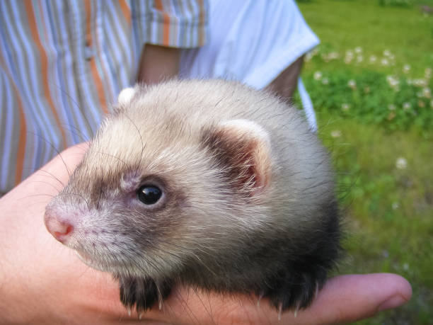 istock Small cute baby ferret close-up 1209752099