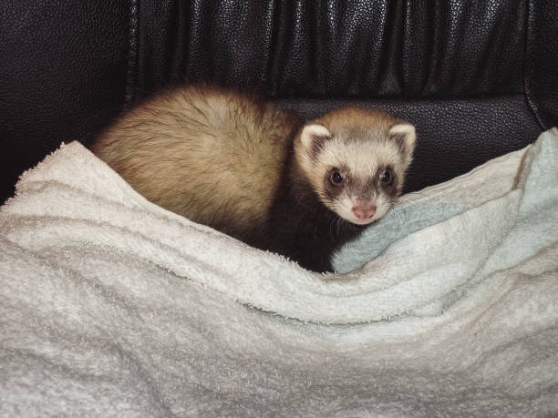 istock Small cute ferret baby with a towel 1209752116
