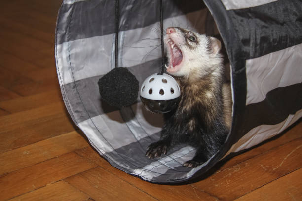 istock Ferret with open mouth and visible teeth playing at home 1209752118