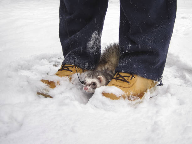 Small scared ferret is hiding between the legs of his owner during winter and snow