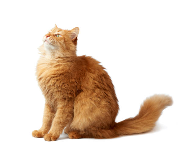 istock adult fluffy red cat sits sideways, cute face 1209753172