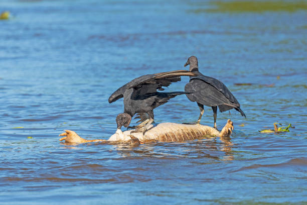 Pair of Black Vultures Feeding on a Dead Caiman Pair of Black Vultures Feeding on a Dead Caiman in Pantanal National Park in Brazil american black vulture photos stock pictures, royalty-free photos & images