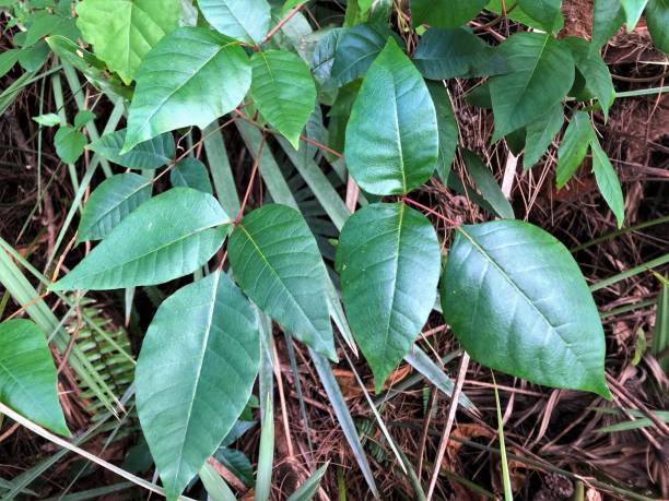 istock Poison ivy vines closeup 1209755653