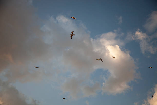 istock sky and seagulls in istanbul Princes Islands 1209757540