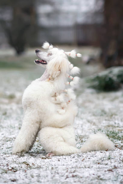 chien de caniche standard blanc (clip scandinave d’exposition de lion) s’asseyant dehors sur une herbe enneigée en hiver - standard poodle photos et images de collection