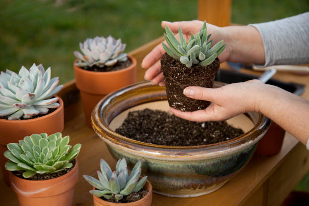 decoración de ollas suculentas - plantar en maceta fotografías e imágenes de stock