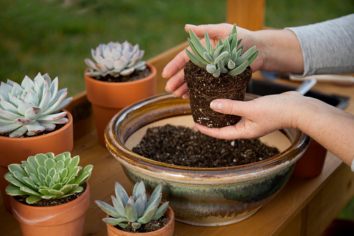 Decorating clay pots with succulent plants with marble gravel at garden bench in backyard.