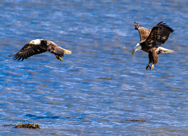 istock Pair of bald eagles in water with spread wings 1209762321