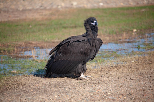 istock Mongolian Black Cinereous Vulture or Aegypius monachus 1209763550