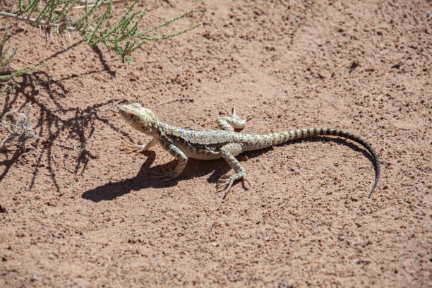 istock Lizard sits on gravel in desert Mongolia. 1209763606