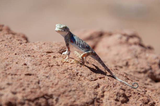 istock Lizard sits on gravel in desert Mongolia. 1209763635
