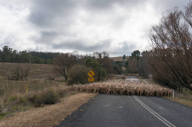 istock Herd of sheep, sheep flock blocking countryside road while moving to new paddock 1209763999