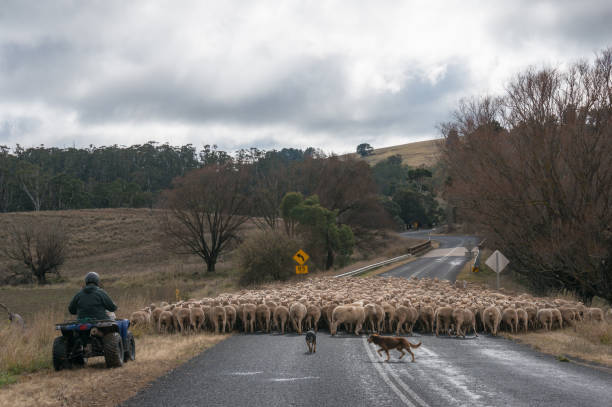 fermier conduisant le troupeau de moutons avec deux chiens de berger de travail sur la route de campagne - cattle dog photos et images de collection