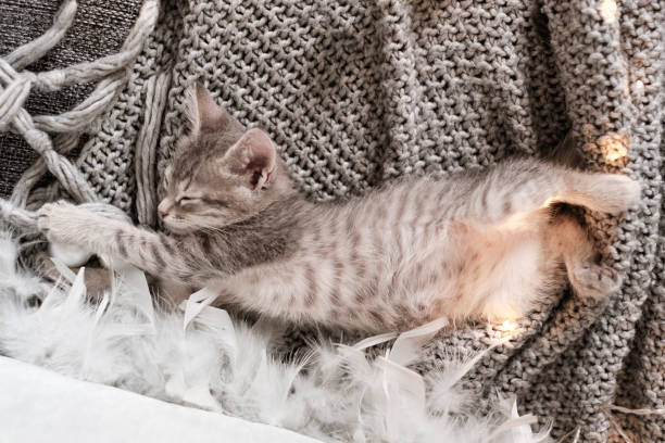 istock Cute little gray kitten is sleeping on a soft gray knitted plaid. Cozy home background with funny pet. Fluffy pet comfortably settled to sleep. 1209764252
