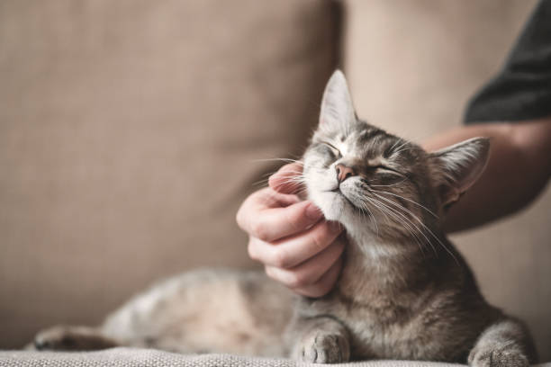 istock gray striped cat with womans hand on a brown background. 1209764272
