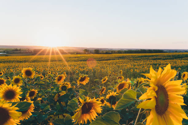 istock field of blooming sunflowers on a background sunset. 1209764515