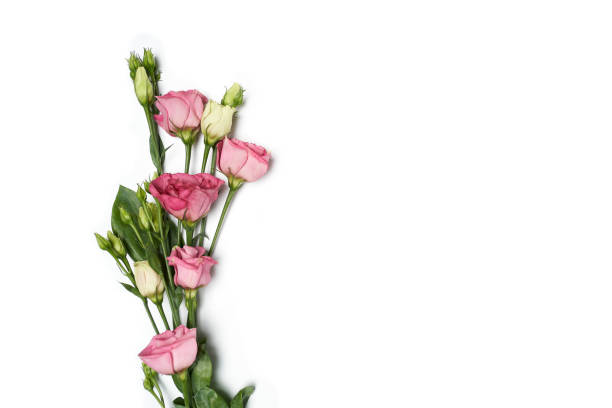 istock Flowers eustoma pink and white on white background isolated 1209764531