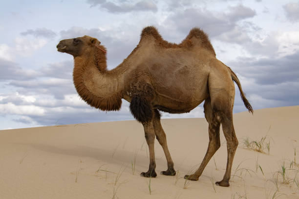 camels camelus bactrianus sand dunes on horizon - bactrianus imagens e fotografias de stock