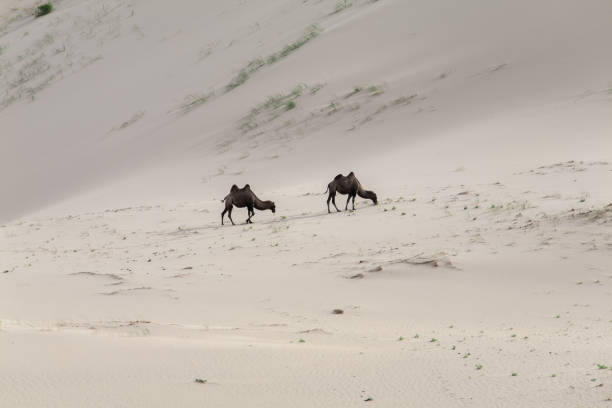 Domesticated Camel walking in desert