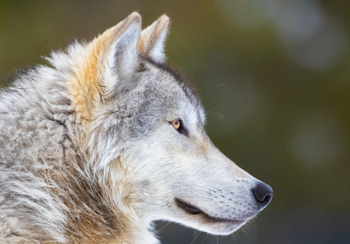 Gray wolf (Canis lupus) close-up