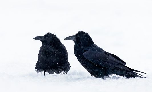 Two Ravens (Corvus corax) in a Snowstorm