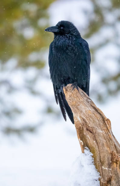 istock Raven Perched on a Stump in Winter Snow 1209768513