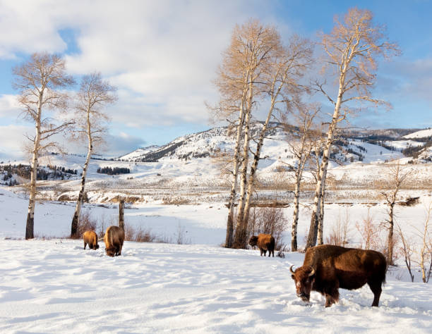 istock Buffalo Herd and Aspens in winter 1209768560