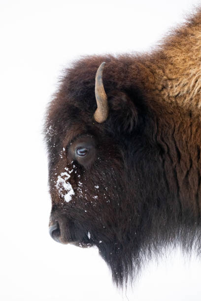 istock Buffalo Close-up in Winter 1209768665