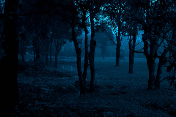 istock Dark surreal trees in a field scene 1209769402
