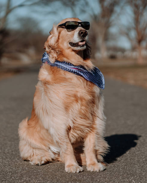 istock Dog with clothes 1209770750