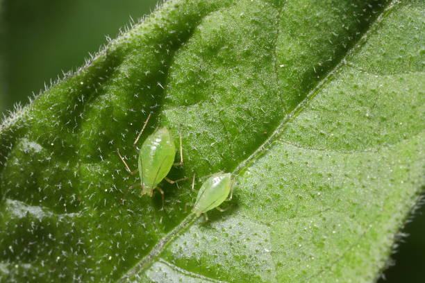 Two green aphids on a leaf One larger, one smaller.  Leaf and insect detail. aphid stock pictures, royalty-free photos & images