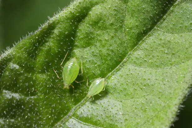 One larger, one smaller.  Leaf and insect detail.